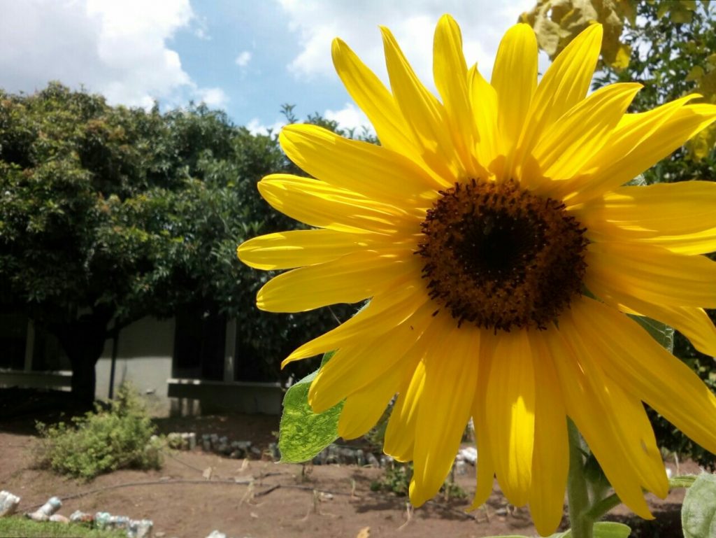 Flora y Fauna por encima del Covid-19